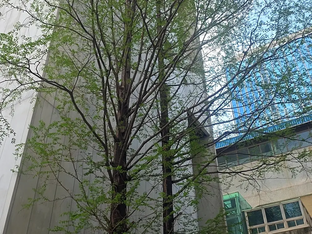 건축부지 벌목 작업 전