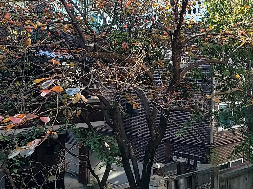 공사부지 나무 제거 작업 전