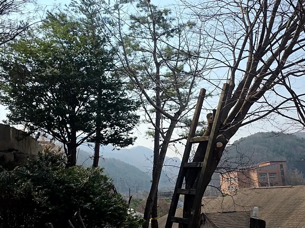 산림 벌채 작업 전