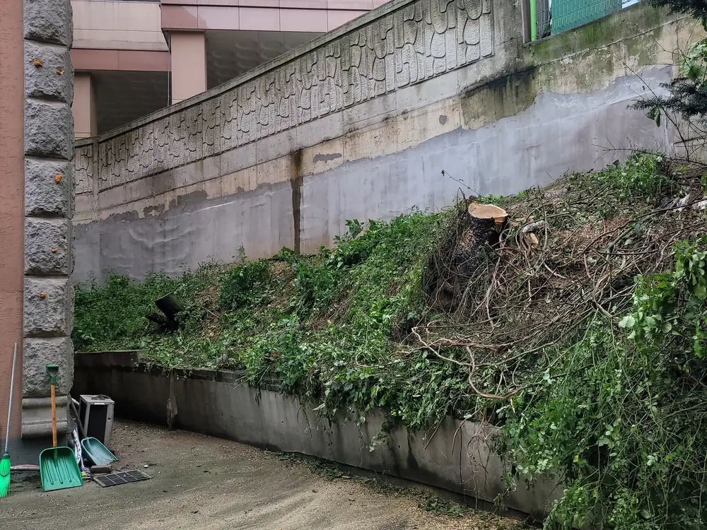 집단 벌채 작업 전