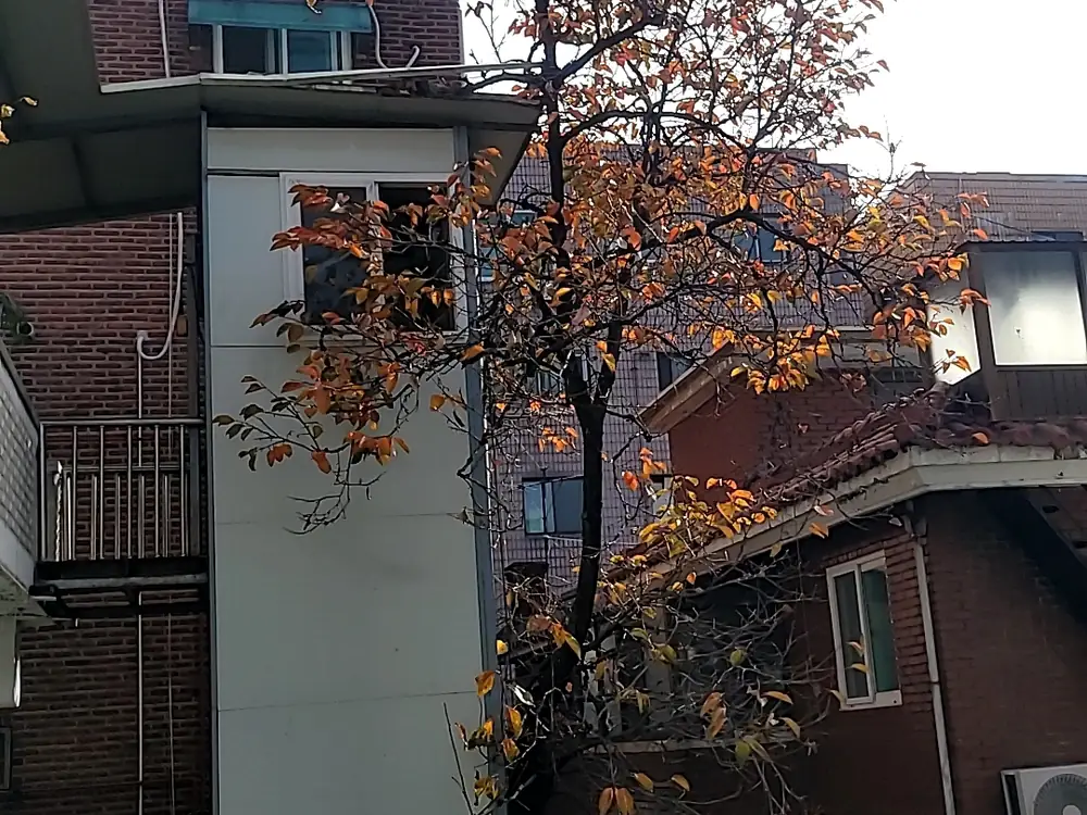 수목 제거 작업 전