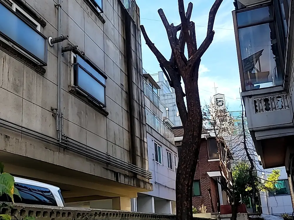 벌목작업 시공 현장