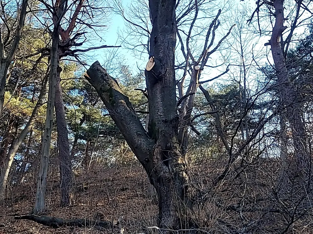 벌목작업 시공 현장