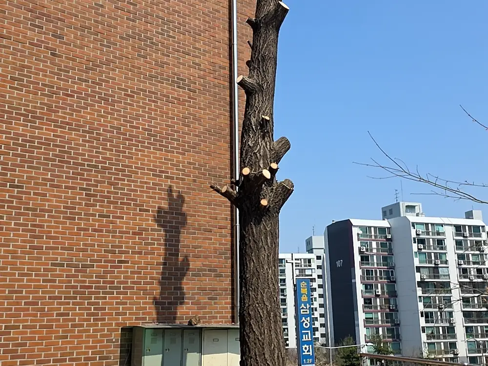 벌목작업 시공 현장